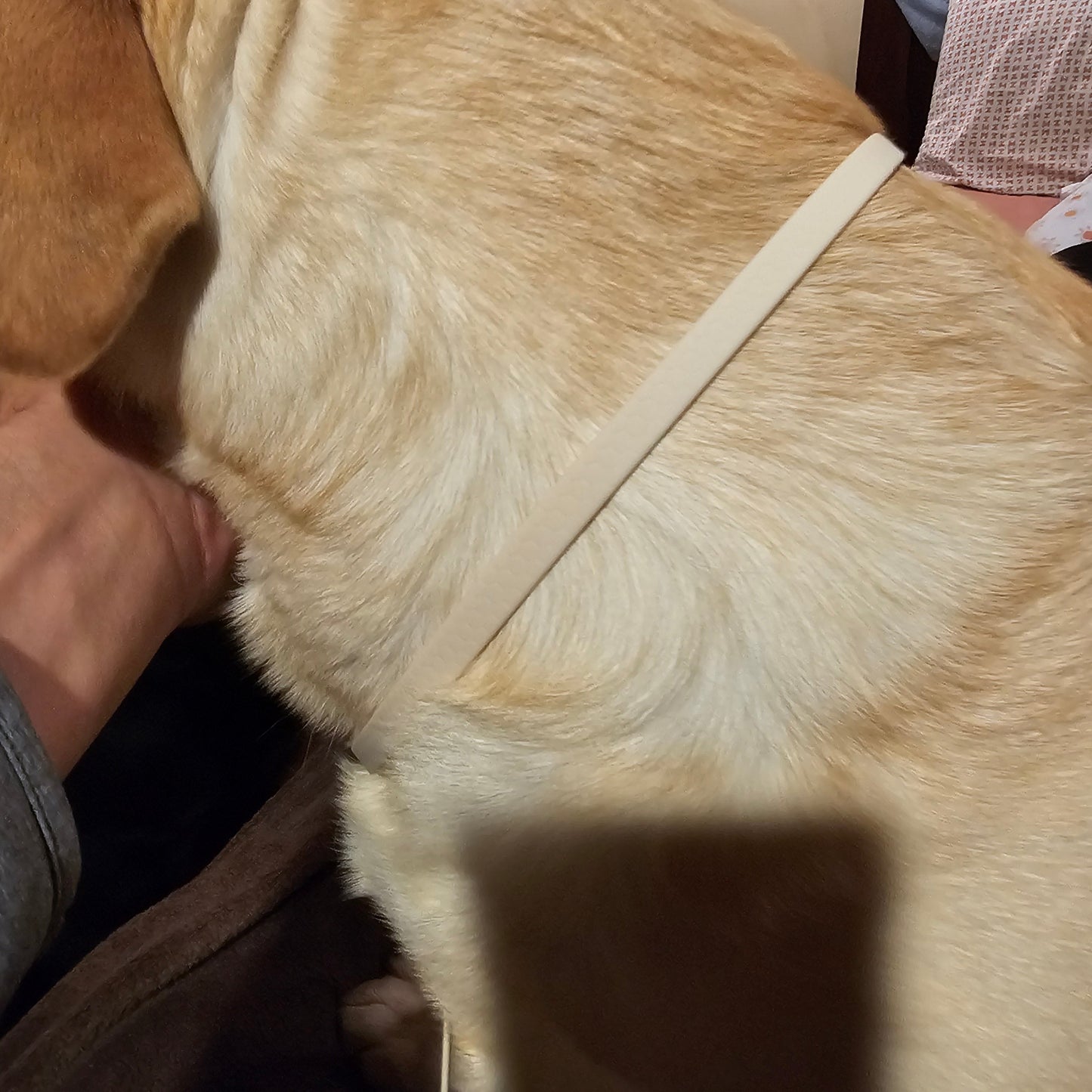 WDG Labrador Best in Show Lead