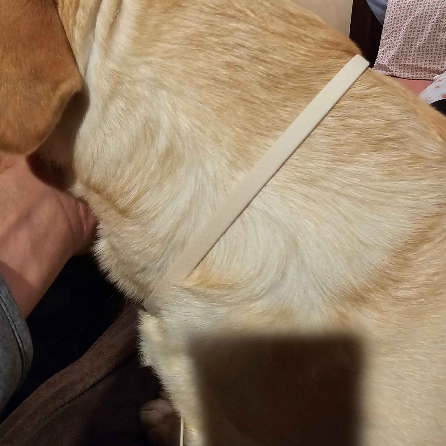 WDG Labrador Best in Show Lead