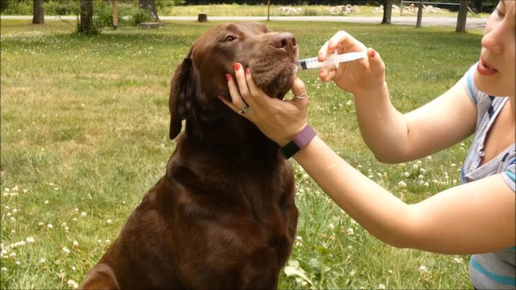 DOGWORX K9 MEDKIT - STANDARD | First Aid Kit for Dogs