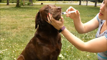 DOGWORX K9 MEDKIT - STANDARD | First Aid Kit for Dogs